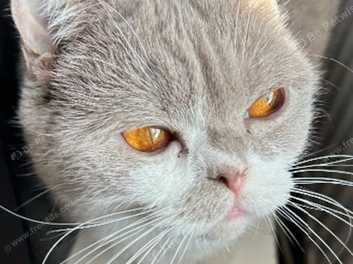 British shorthair white blue eyes sales for sale