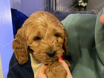 9 week hot sale old cockapoo