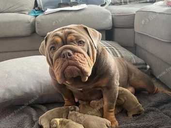 Lilac and tan english bulldog store for sale