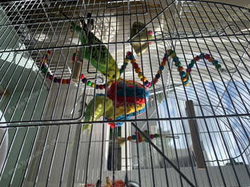 cage for 2 budgies