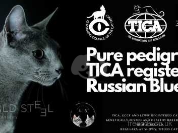 Tica deals russian blue