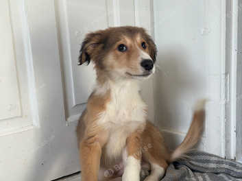 Border collie hot sale cross lurcher puppies