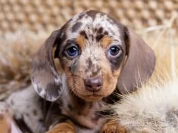 Miniature best sale speckled dachshund