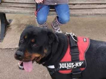 Julius store k9 rottweiler