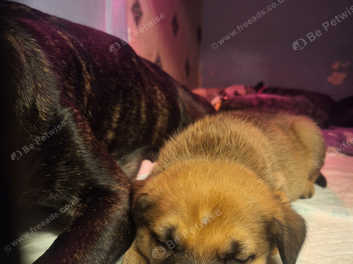 Golden shepherd mix hot sale puppies for sale