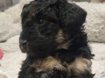 Phantom cockapoo for sale cheap