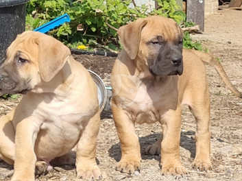 Top Class Presa Canario Puppies Ready Now In South Petherton On Freeads Classifieds Presa Canarios Classifieds