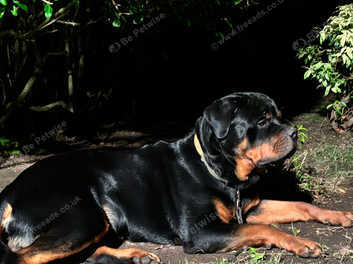 Kc registered rottweiler best sale