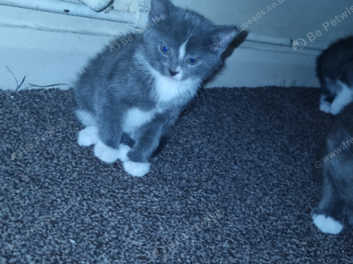 Litter trained 2025 kittens for sale