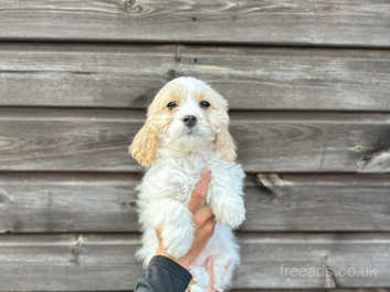 F1 cavachon best sale puppies for sale