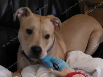 Staffy cross hot sale mastiff puppy