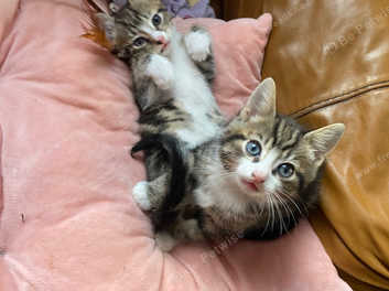 Freeads kittens deals