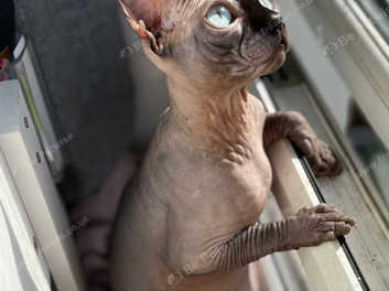 Blue sphynx hot sale for sale