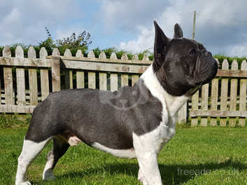 blue pied french bulldogs