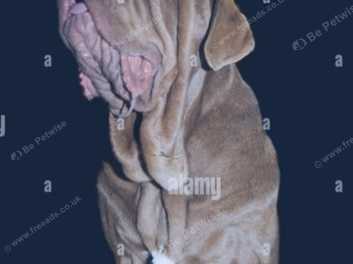 Chocolate neapolitan hot sale mastiff