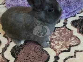 Netherland dwarf sales rabbit for sale