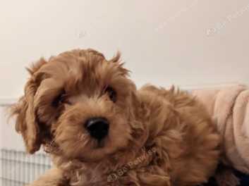 Cavapoochon puppies hot sale for sale