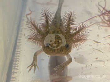 Axolotl Babies Can Be Shipped In Uk In Huntingdon On Freeads Classifieds Frogs Amphibians Classifieds