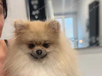 Pomeranian girl hot sale for sale