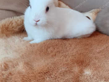 Female bunnies sale for sale