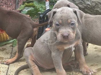 Tri color bully clearance puppies for sale