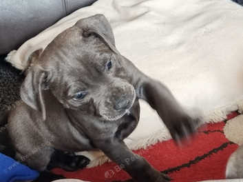 Staffordshire bull terriers for sale hot sale near me