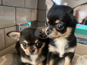 Black and tan chihuahua puppies hot sale for sale