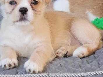 Shih tzu cross french bulldog hot sale for sale