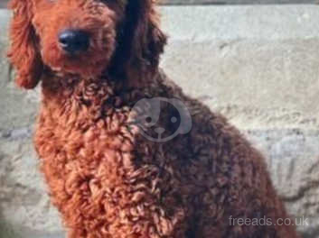 Fox red clearance miniature poodle