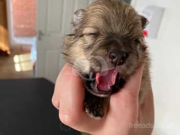 teddy bear pom puppies