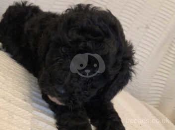 black toy poodle for sale