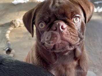 Chocolate pug deals for sale