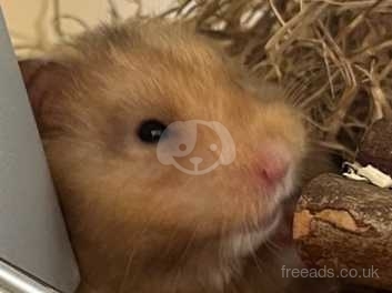 Long haired syrian hot sale hamster for sale