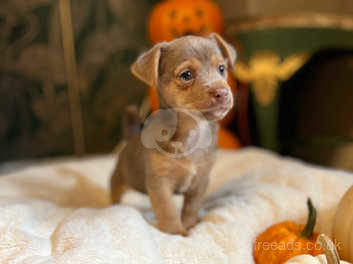 Mini jack russell sales puppies