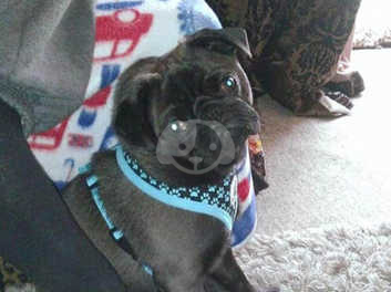 Pug Dogs And Puppies For Sale In Buxton Pets4homes