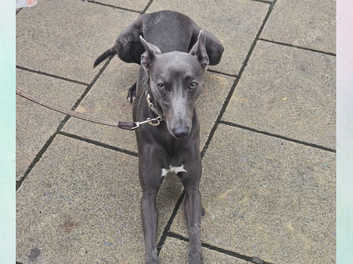 Proven Kc Registered Beautiful Blue Whippet For Stud in Doncaster