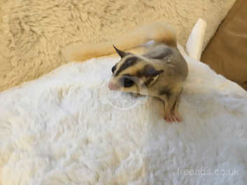 Baby gliders hot sale for sale