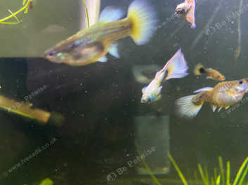 Feeder guppies for sale near outlet me