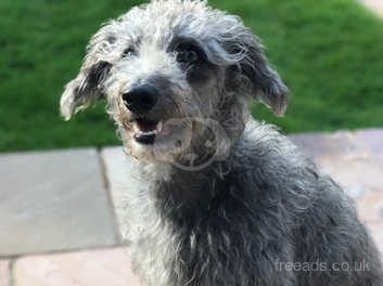 bedlington lurcher rescue