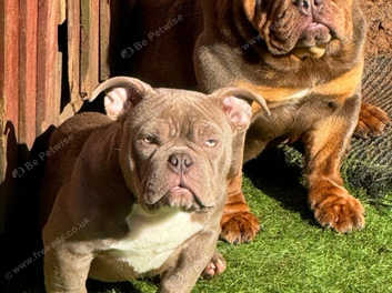 Exotic bully puppies for hot sale sale