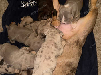 Royal blue generation puppies for sale sale