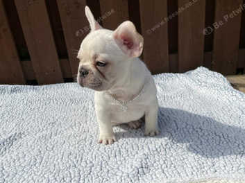 Health tested french bulldog sales puppies