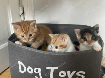 Litter trained shop kittens for sale