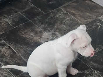 Pure Bred American Bulldog Puppies Scott S Type Last 1 Remaining In Manchester M24 On Freeads Classifieds American Bulldogs Classifieds