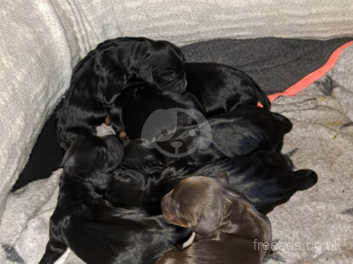 Sprocker puppies for sale sales near me