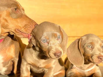 Kennel club sale miniature dachshund puppies