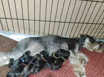 Schnauzer x best sale puppies for sale