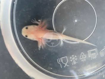 Axolotl Babies In Sandwell On Freeads Classifieds Frogs Amphibians Classifieds