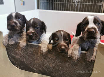 Wirehaired pointer for sale sale near me