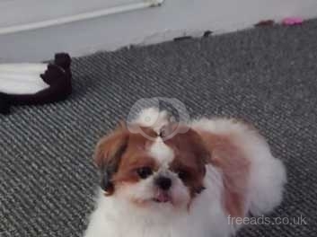 Free to good home hot sale in hull female shih tzu